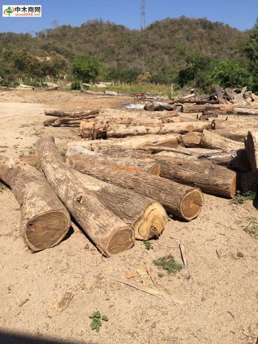 墨西哥黄金檀实木产品鉴赏 木材美学与工艺的完美融合